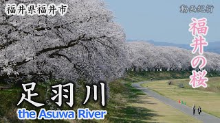 日本一のスケール「足羽川の桜並木」～福井市【動画紀行・福井県】 A row of cherry trees along the Asuwa River