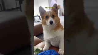 柯基：麻麻终于想起来还没喂我吃饭   #corgilife #corgidoge #corgi