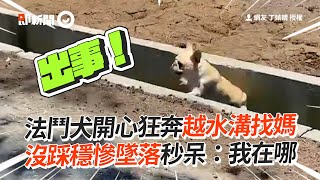 法鬥犬開心狂奔越水溝找媽　沒踩穩慘墜落秒呆：我在哪│寵物│狗狗│法國鬥牛犬