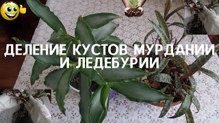 Разделение  кустов мурдании и ледебурии для укоренения излишков