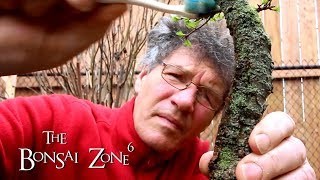 Pruning my Collected Larch Bonsai, The Bonsai Zone, April 2019