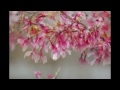 マイ スライドショー　堺市都市緑化センターの花（２０１５年３月２４日）