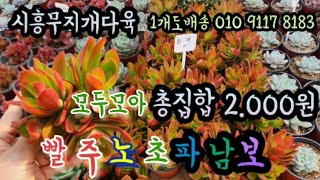 #시흥무지개다육#신상국민다육2000원총출동#염좌#라울#티피#에그린원#화재#황금염좌#러블리로즈#파랑새#핑크푸리티