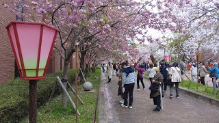 【大阪】造幣局の桜の通り抜け Cherry blossoms at the Japan Mint (Osaka, Japan) (2024)