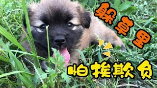 小奶狗和田园犬打闹，妈妈不在时，躲在草里怕挨欺负，萌翻了【柿柿红爱吃肉】