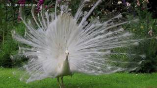 AMAZING WHITE PEACOCK DANCE