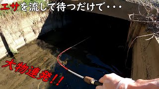 この水路に潜むヌシを釣る