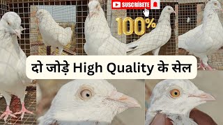 दो जोड़े High Quality सेल के लिए । 100% गारंटी । Result नहीं तो कबूतर फ्री । 9855881104 #pigeon