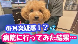 もしかして外耳炎！？病院で診てもらった結果！【ティーカッププードルだったはずのアム】