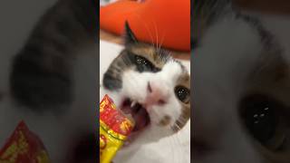 チュールの食べ方が綺麗な猫と汚すぎる猫の違い #shorts #trnb #猫