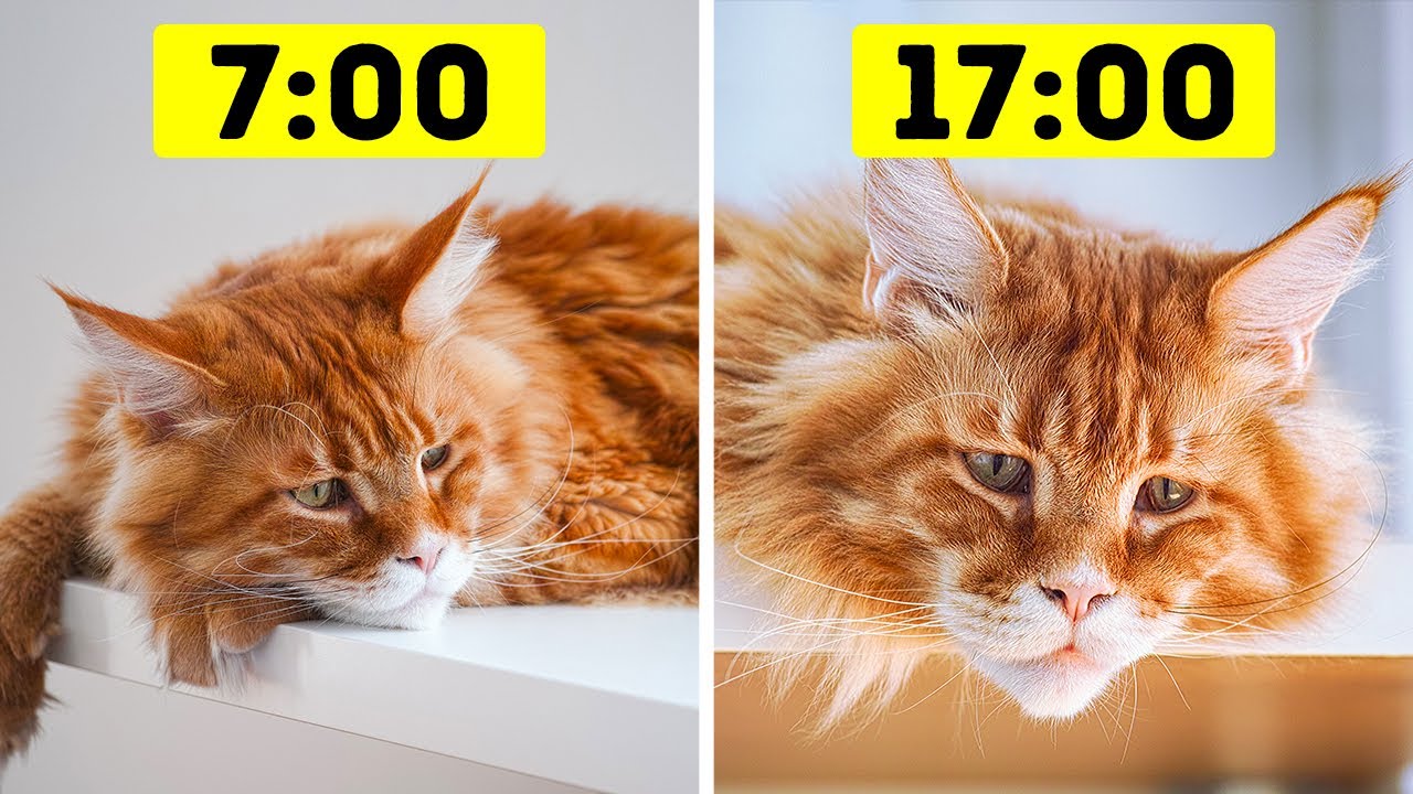26 Too Common Mistakes Pet Owners Keep Making Youtube