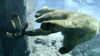 20200907:今日の円山動物園