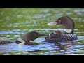 awwa loons information 09 08 2022