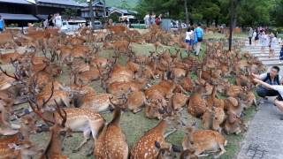 奈良公園　博物館前の鹿さんたくさん A lot of deer resting in front of the museum　NARA PARK, JAPAN