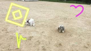 祝ゴッツ　初めてのドッグラン　無観客【マルポメ・シーズー犬】No.37