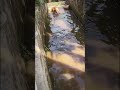 Hounds catching fish in the river