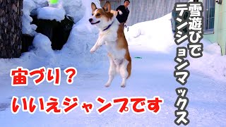 Corgi dogs in Hokkaido behave suspiciously when playing in the snow.