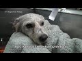 Christmas puppy miracle - rescuer was bitten by TWO DOGS but wouldn't let go!!! #dog