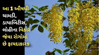 Golden shower tree ગરમાળો