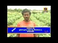 farmer s experience in brinjal cultivation ಬದನೆಕಾಯಿ ಬೆಳೆಯಲ್ಲಿ ರೈತರ ಅನುಭವ.