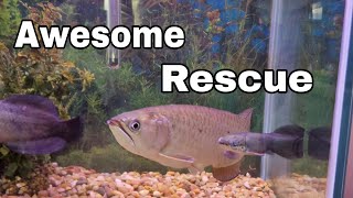 A Wide Variety of New Fish from Michigan Rescue