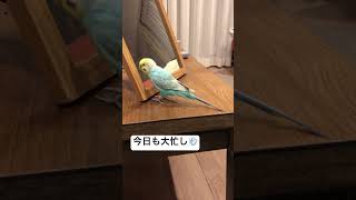 【癒し】赤ちゃんメリーに合わせて今日も大忙し　#セキセイインコ #おしゃべり