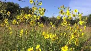 Tall Native Sunflower Varieties on the Prairie Orchard 8 26 14