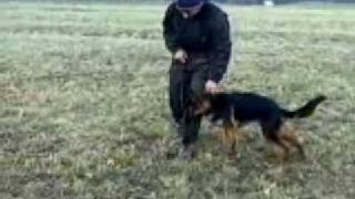 Chass z Gargamellu - start obedience 7 month