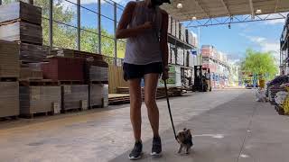 Incredibly Stubborn \u0026 Easliy Distracted Teacup Yorkie Practices Obedience At 1st Time Visit To Lowes