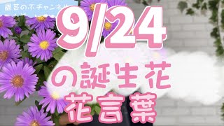 9/24の誕生花と花言葉【園芸のぶチャンネル】【９月】【２４日】【ガーデニング】【雑学】【トリビア】【ユウゼンギク】