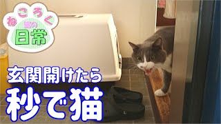 帰宅して玄関開けたら秒で猫がお出迎え