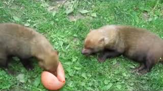 Bush dogs in Madrid Zoo