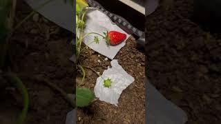 草莓🍓采摘