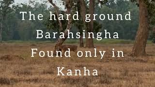 KANHA NATIONAL PARK