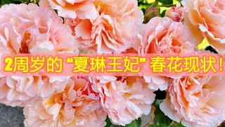 2周岁的“摩纳哥夏琳王妃”春花现状！西雅图May姐