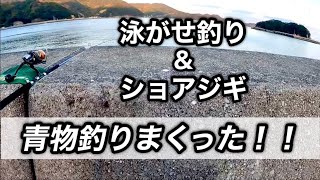 【泳がせ\u0026ショアジギ】泳がせとジグで青物釣りまくった！！