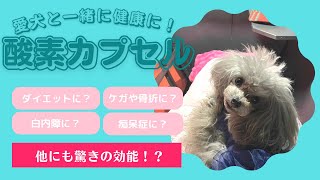 【愛犬の健康に】怖がりなワンちゃんもママパパと入れる酸素カプセル