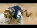 Ram Sheep's Facts: Secret World of Sheep's Their Species And Habitats