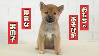 【豆柴】子犬　5/14　男の子♂1　摂州宝山荘　mameshiba dog Puppy （mame shiba inu)