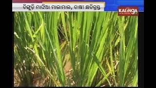 Illegal prawn fisheries damaging paddy crops in Jagatsinghpur || Kalinga TV