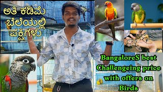 Best challenging price for birds in bengaluru with offers😮ಅತಿ ಕಡಿಮೆ ಬೆಲೆಯಲ್ಲಿ ಬೆಂಗಳೂರಿನಲ್ಲಿ ಪಕ್ಷಿಗಳು