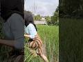 Aktivitas gadis desa di sawah #short #shorts