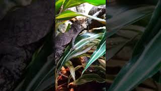 False Chameleon - Anolis barbatus eating Albino Land Snails!