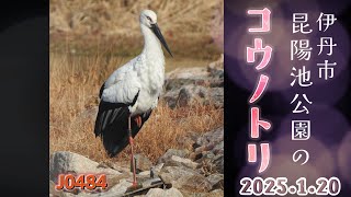 昆陽池のコウノトリ 　J0484　2025.1.20