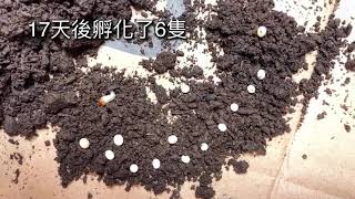 【獨角仙觀察紀錄】孵化篇