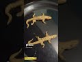 dough 🦎 lizard fry prank shorts shortvideo