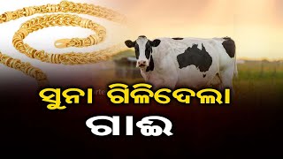 ସୁନା ଗିଳି ଦେଲା ଗାଈ... | Odisha Reporter