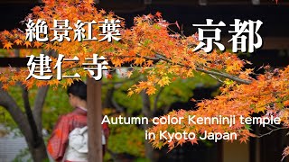 【京都紅葉】絶景紅葉名所 建仁寺 字幕解説 京都観光 風景写真 京都旅行/ Kenninji Temple autumn leaves in Kyoto Japan#京都紅葉#建仁寺