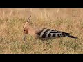 hoopoe the hoopoe is a genus of ground foraging birds with a massive head crest