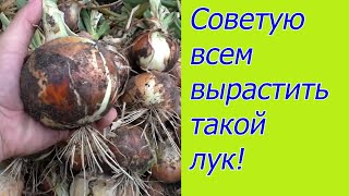 Лук удаётся всегда! Посев лука на рассаду- когда, как и для чего.